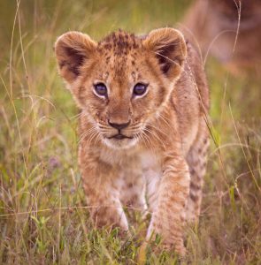 Young lion cub - Masai Mara, Kenya